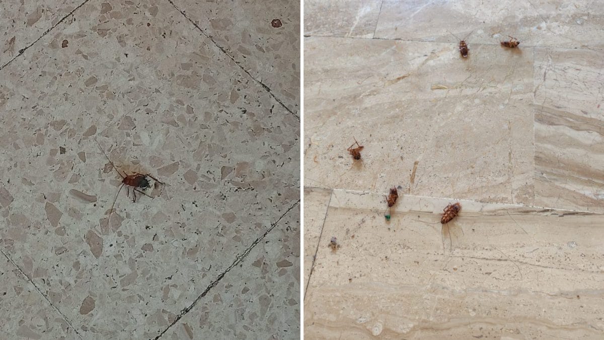 Le blatte trovate a scuola dal personale scolastico