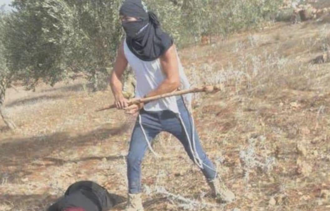 Colpita mentre raccoglie olive: la brutale aggressione del colono israeliano contro una donna palestinese