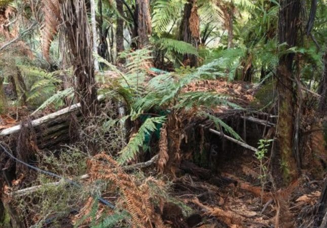 Scoperti i rifugi segreti del padre che nascose i figli per 4 anni nelle foreste della Nuova Zelanda
