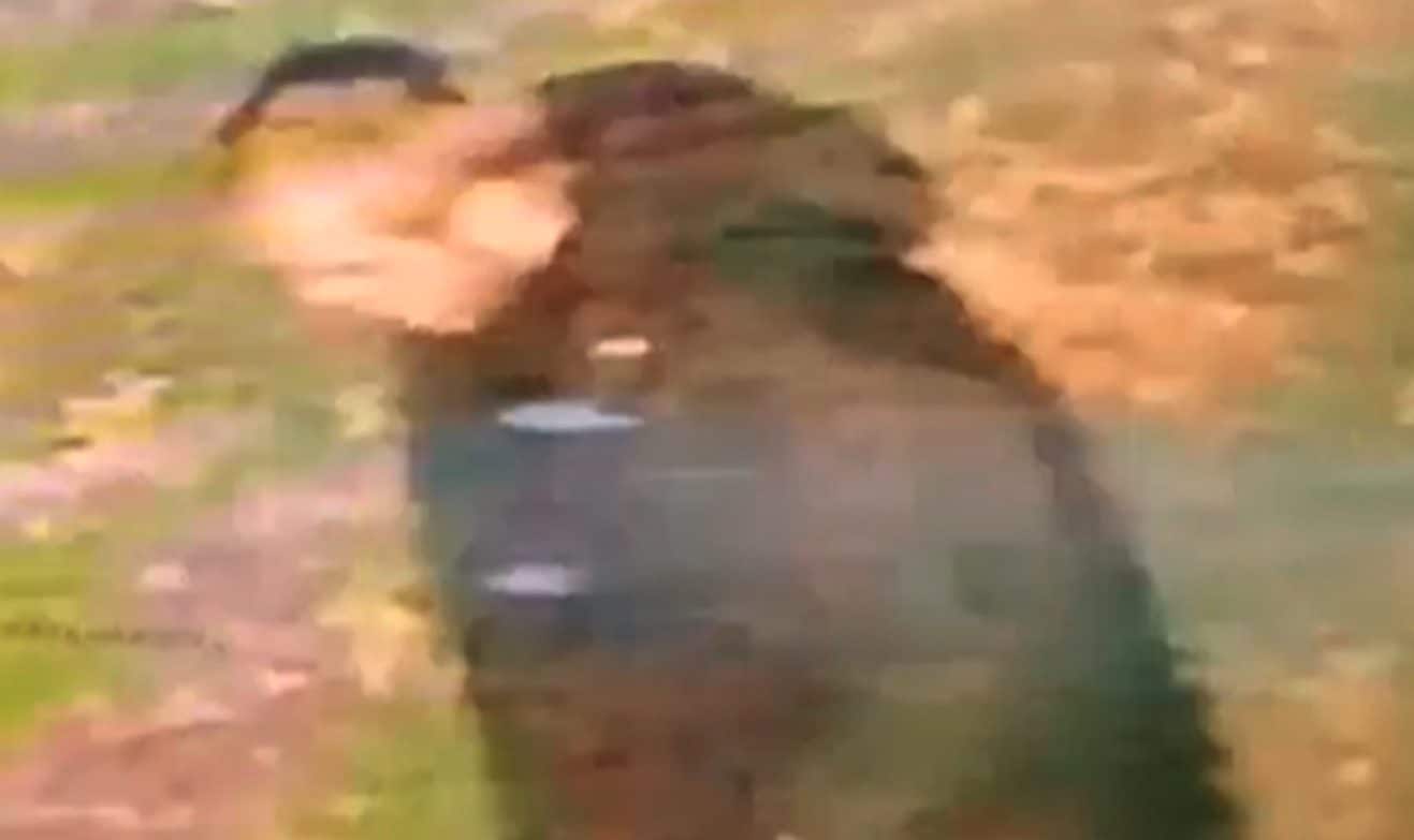 Violentata da sconosciuto nel parco per motivi razziali, 32enne arrestato dopo caccia all’uomo in Inghilterra