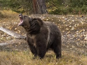 Grizzly-300x225.jpg