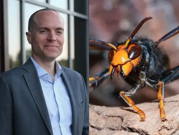 Fanno zipline nella giungla in Laos: padre e figlio 15enne punti e uccisi da centinaia di vespe giganti