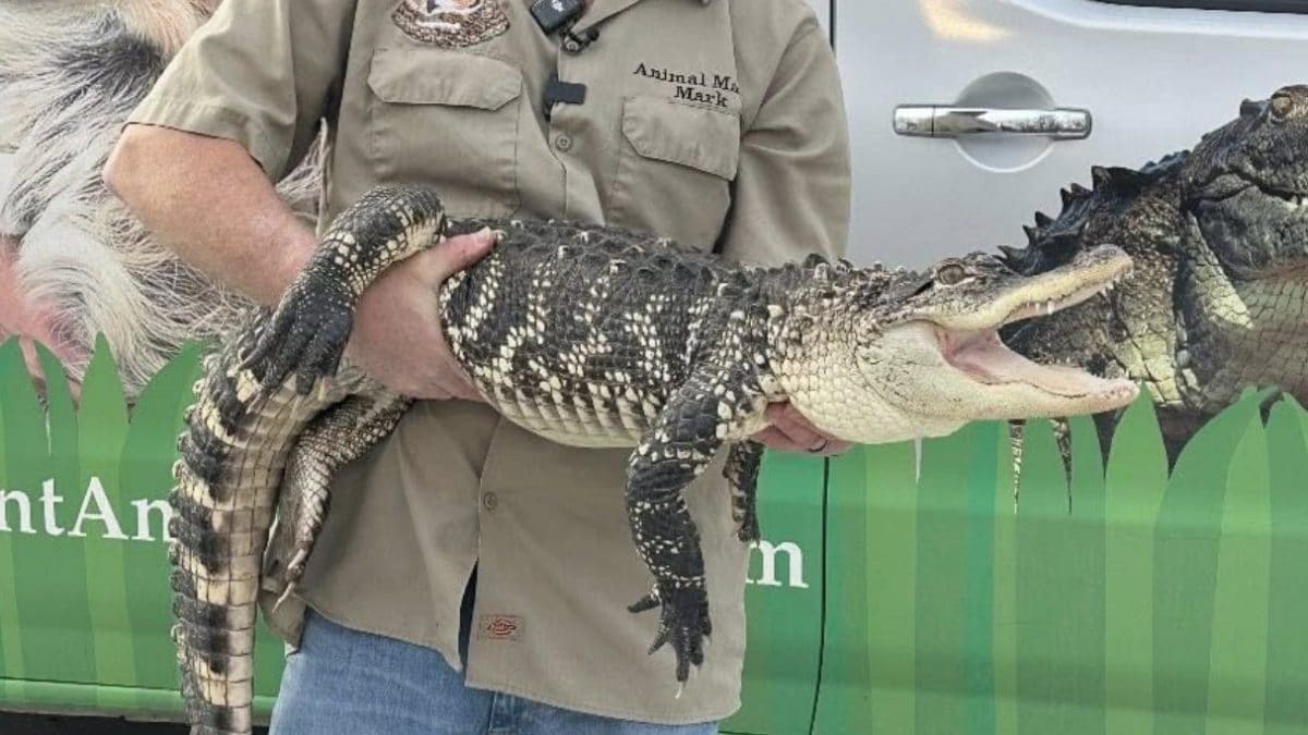 Foto Animal Magic (Facebook).