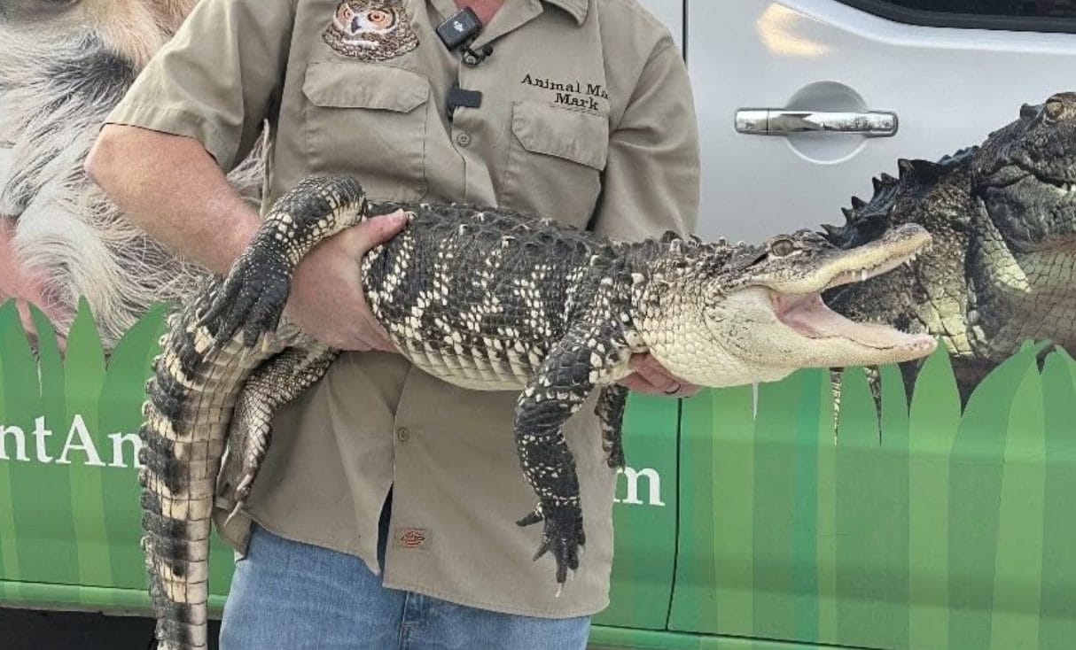 Mamma scopre un alligatore nella stanza del figlio morto: "Chiuso in un acquario, era in condizioni orribili"