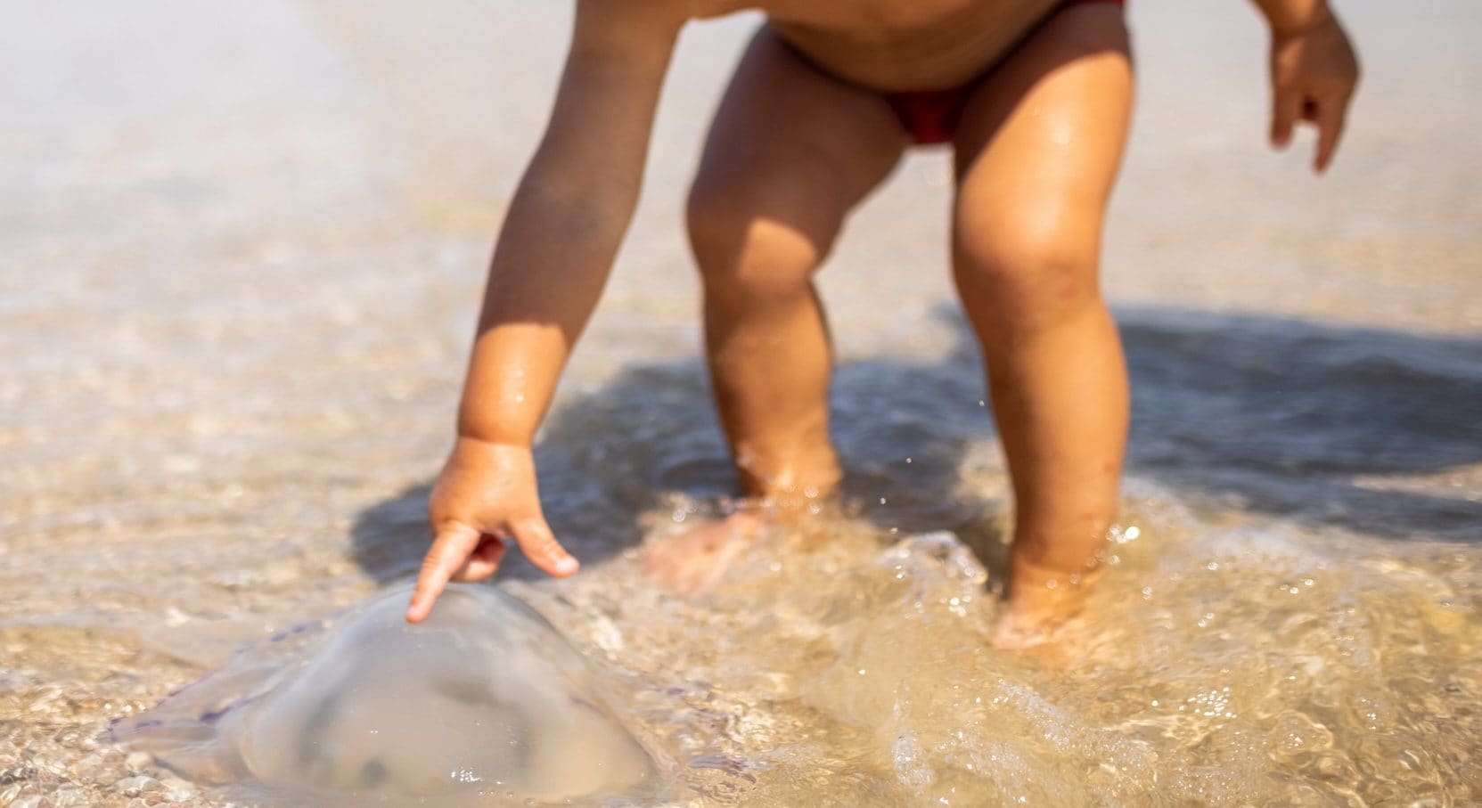 Bimbo di 2 anni muore dopo essere stato punto da una medusa: era in vacanza con i genitori in Malesia