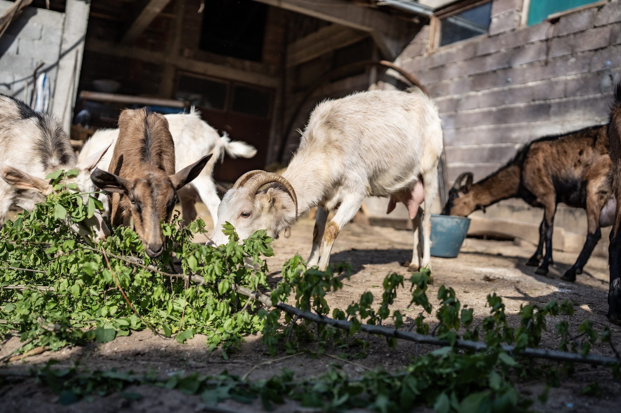 Aggredito da una capra a Messina: il corno gli trafigge l'occhio e arriva fino al cervello