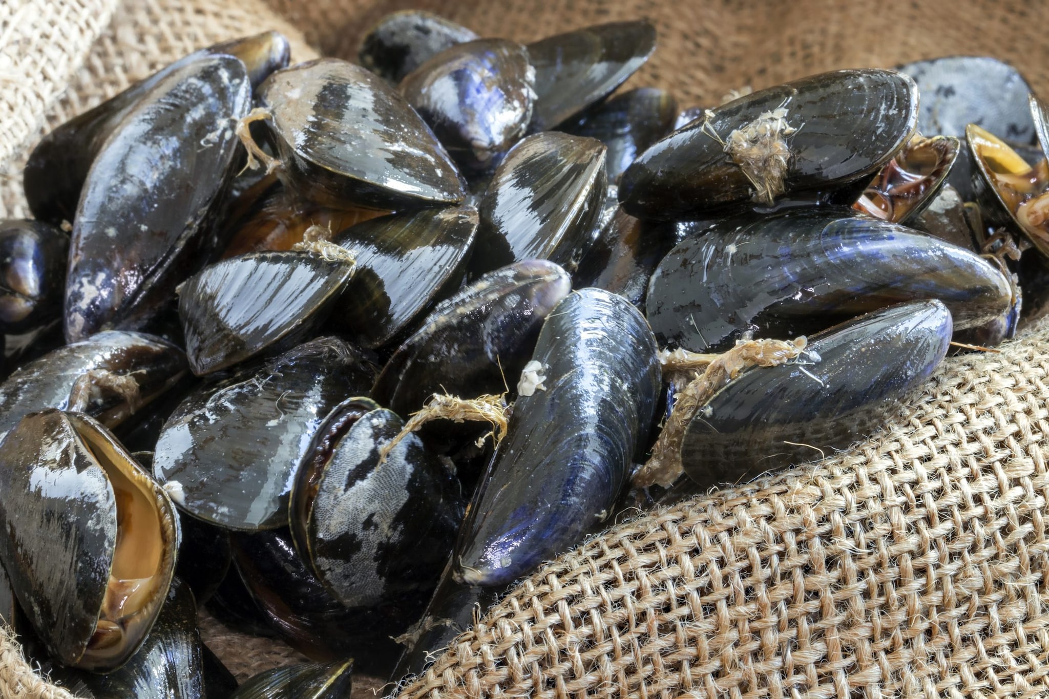 Cozze ritirate dal commercio per Escherichia Coli: lotti e marchi interessati
