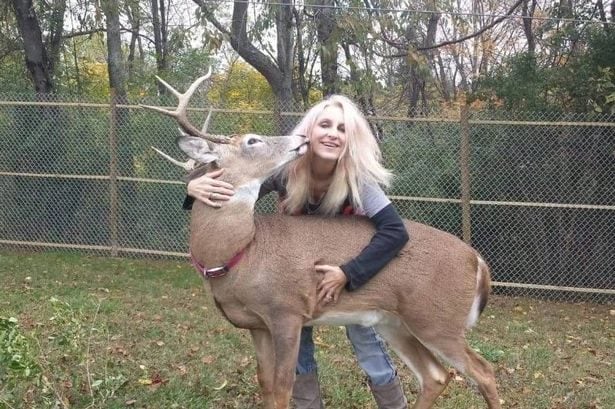 Usa, Jodi attaccata e uccisa dal cervo che stava salvando: “Si è goduta ogni minuto con i suoi animali”