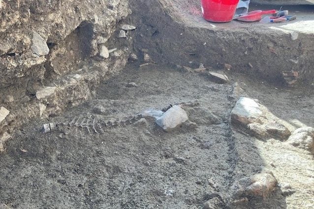 Resti di pesci nel Parco Archeologico di Sibari