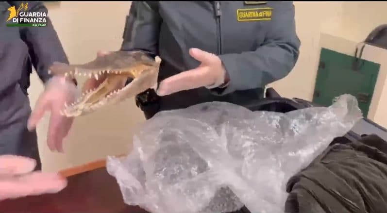 Palermo, testa di coccodrillo nascosta in valigia: denunciato un passeggero di ritorno dalla Thailandia