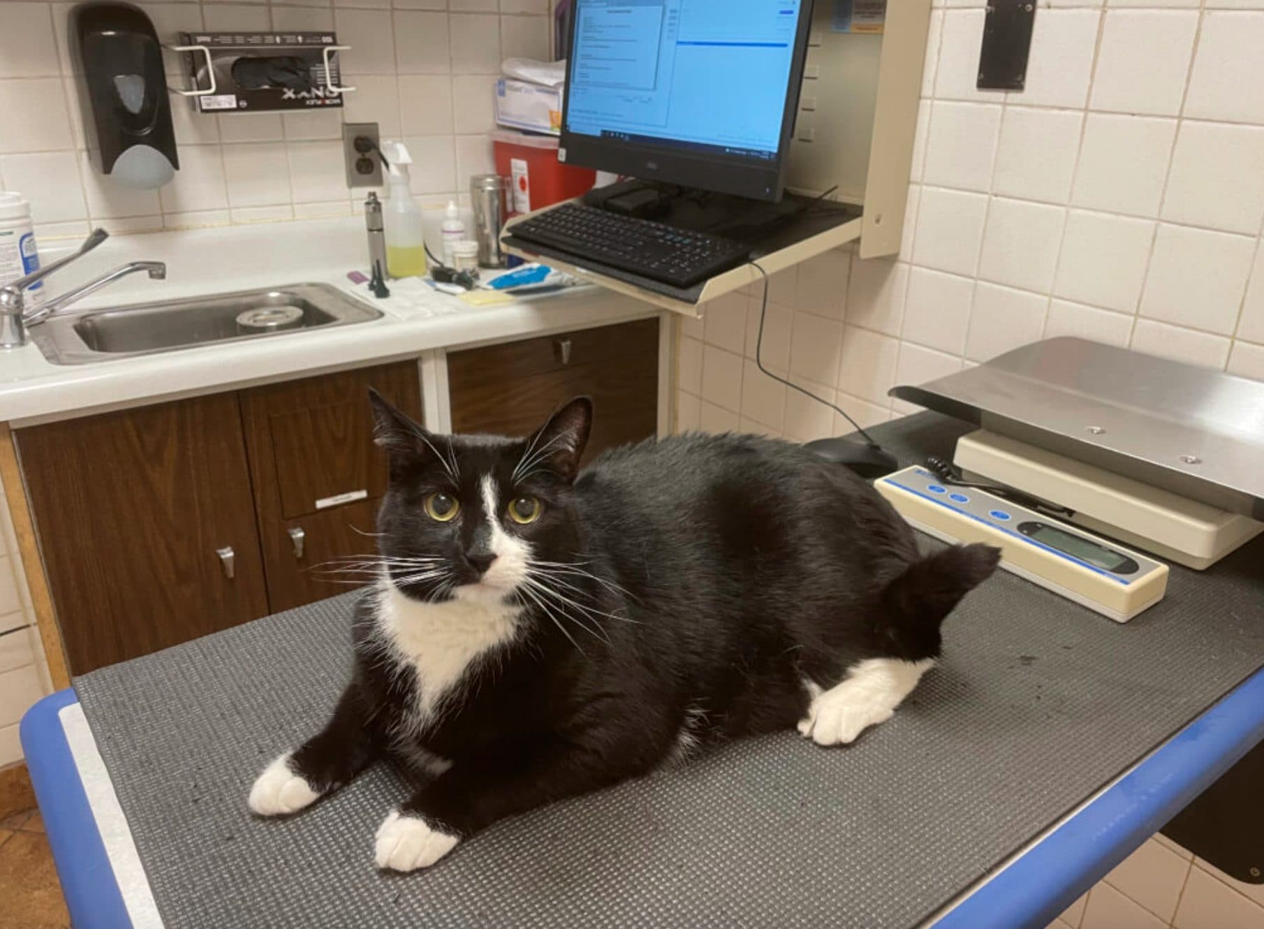 Fece Tac alla sua gatta nell'ospedale di Aosta: radiologo verso il processo. "Non potevo farla morire"