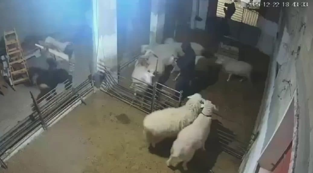 Cisgiordania, coloni israeliani irrompono in una fattoria, picchiano a morte le pecore e feriscono i contadini