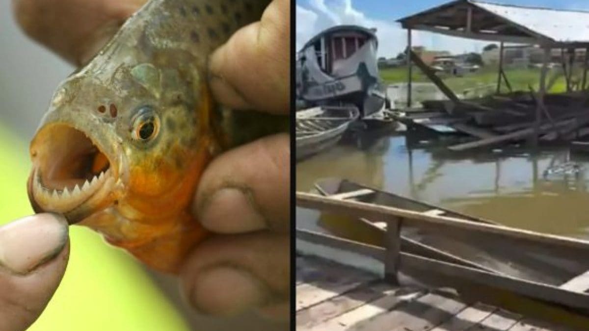 Un piranha a sinistra, la casa dove viveva la bimba a destra