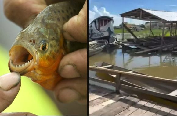 Tragedia in Amazzonia: Clara cade nel fiume e viene divorata dai piranha, aveva solo 2 anni
