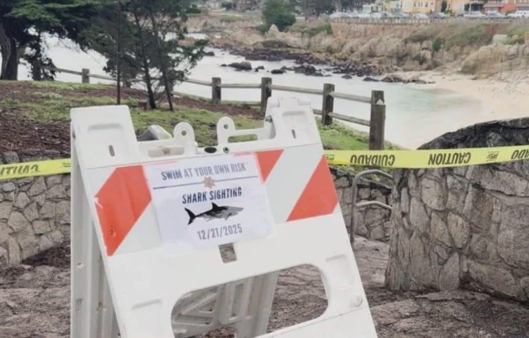 Donna scompare improvvisamente in mare, possibile attacco di squalo in Usa: “Schizzi e veniva trascinata giù”