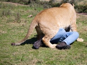 Predicatore entra nel recinto dei leoni per fare l’omelia e loro non lo divorano: la verità dietro al video virale