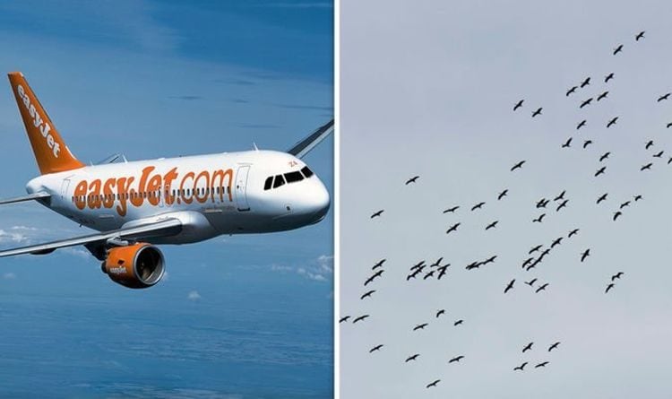Il carburante dell’aereo easyJet finisce: volo Madrid-Bristol dirottato su Liverpool dopo un bird strike
