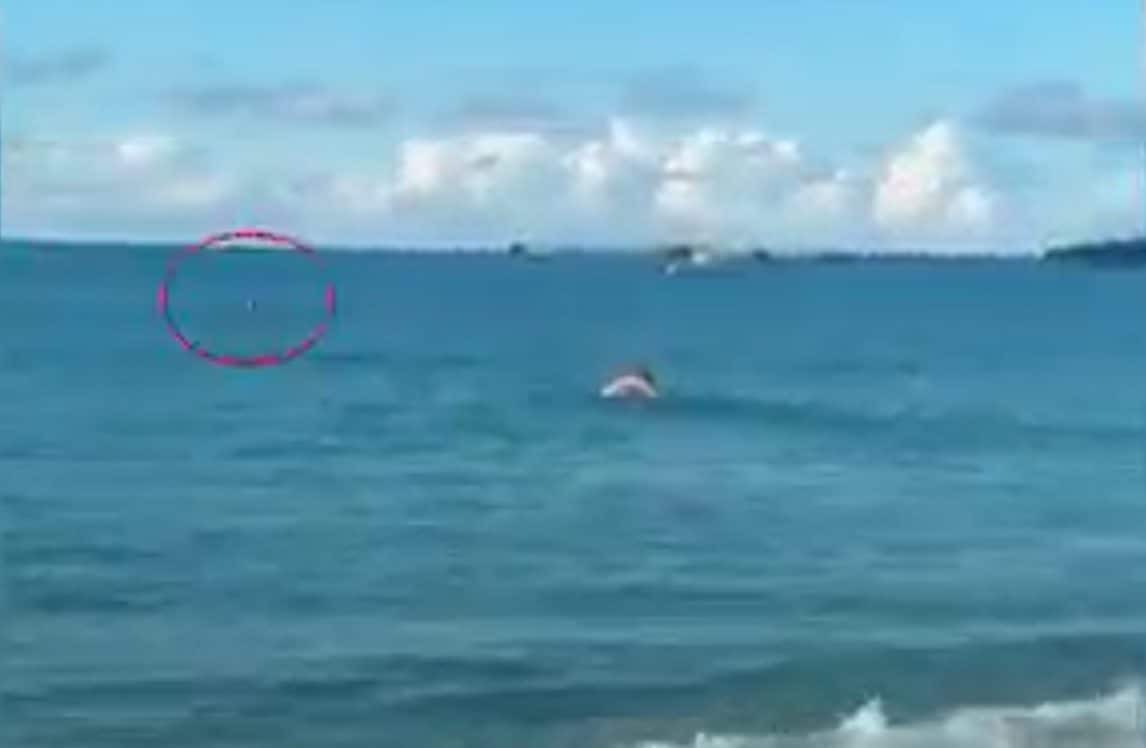 Squalo attacca improvvisamente e le stacca il braccio, 56enne muore dissanguata: "Urla disperate"