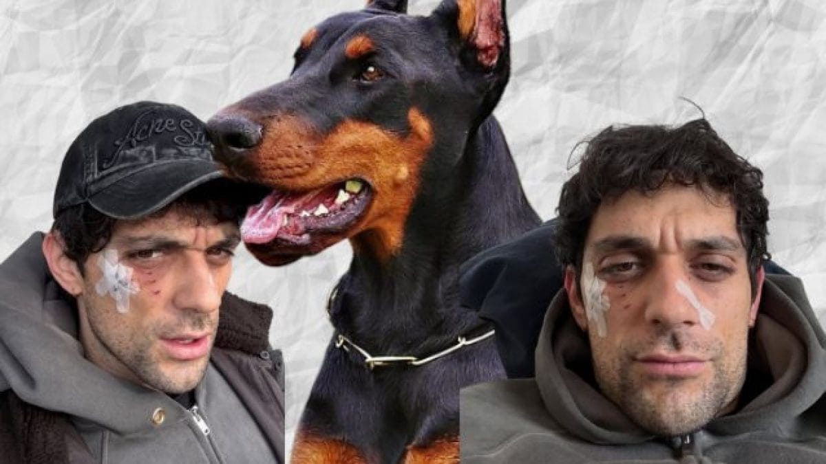 Bresh ferito da un Dobermann