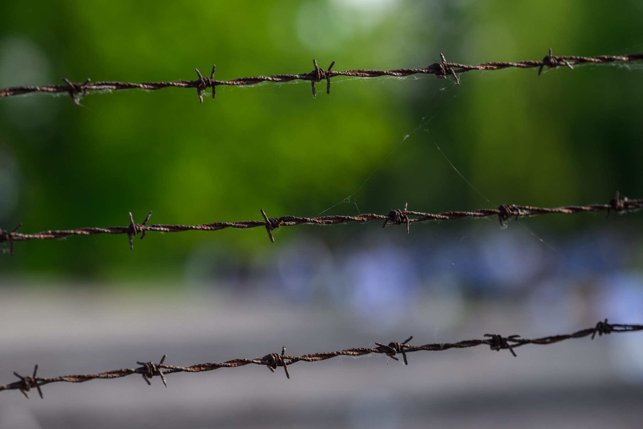 Giornata della memoria 2026, via Getty Images