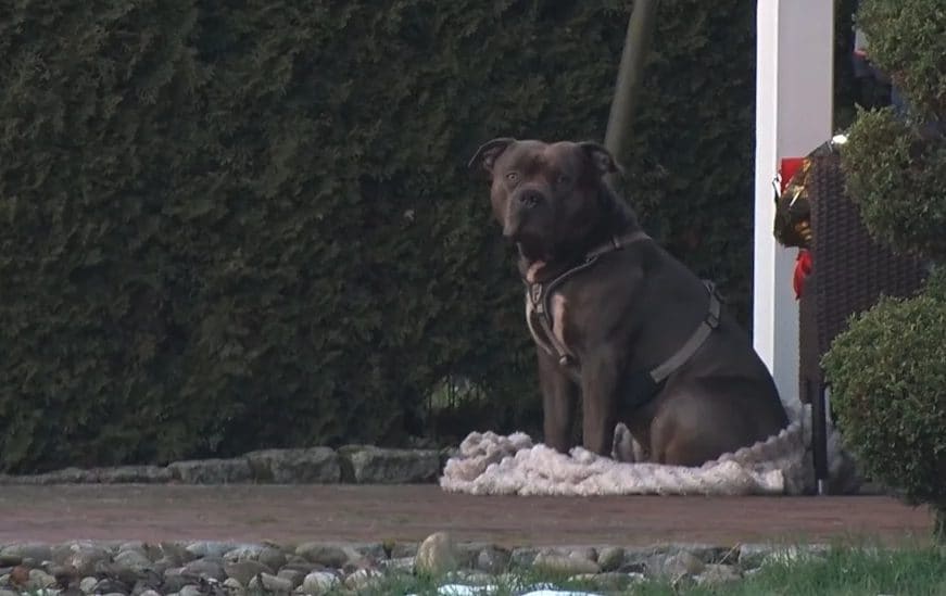 Azzannato e ucciso dal proprio cane in strada: l'animale impedisce ai soccorsi di avvicinarsi al corpo
