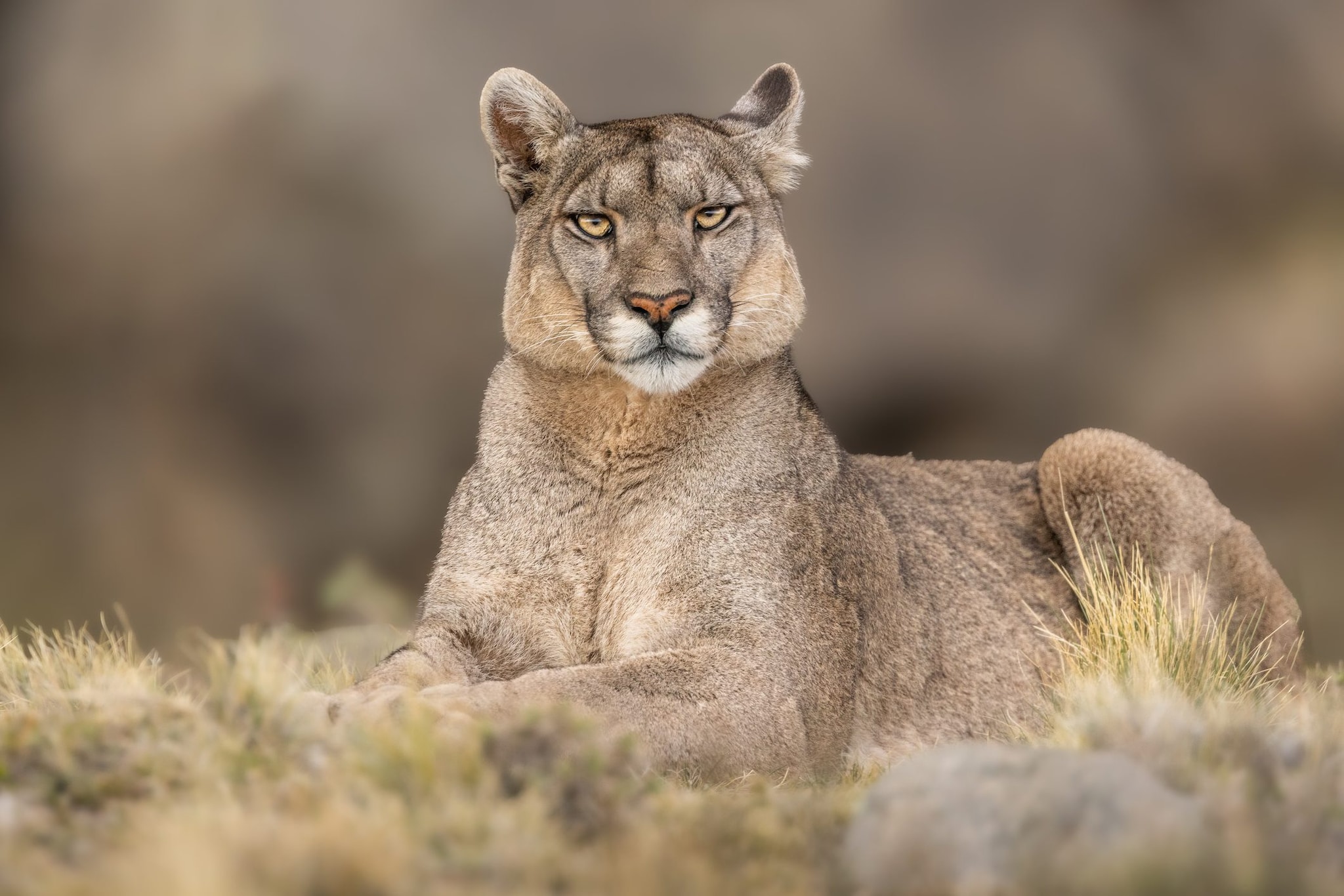 Colorado, escursionista muore durante un trekking: si indaga su un presunto attacco di puma