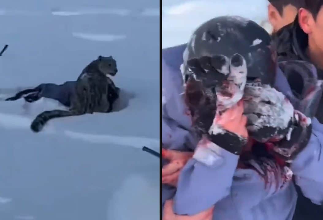 Turista si avvicina ad un leopardo delle nevi per scattargli una foto: il predatore la azzanna al volto