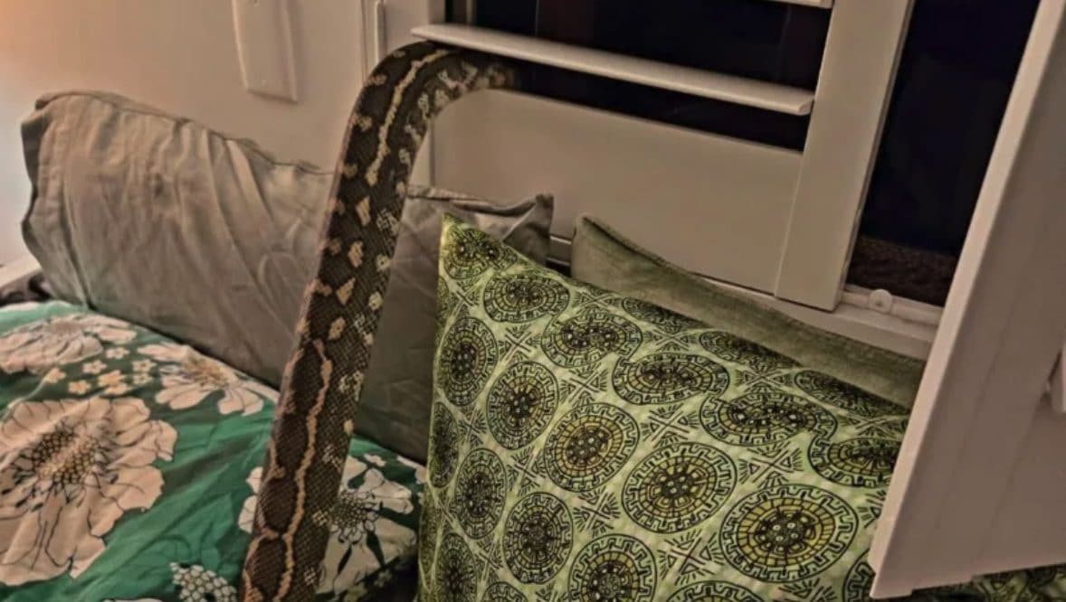 Si sveglia a letto e trova pitone di 2 metri e mezzo arrotolato sul petto: “Pensavo fosse il cane”