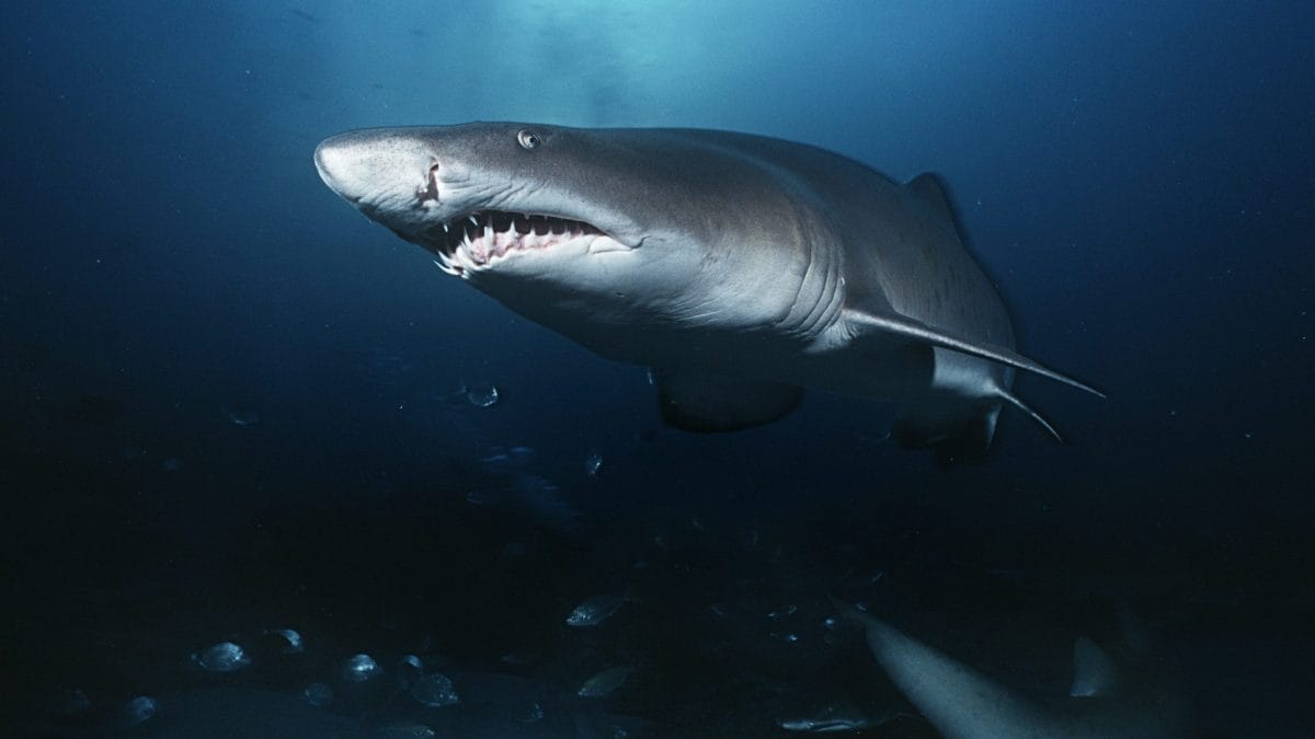 Immagine di repertorio.