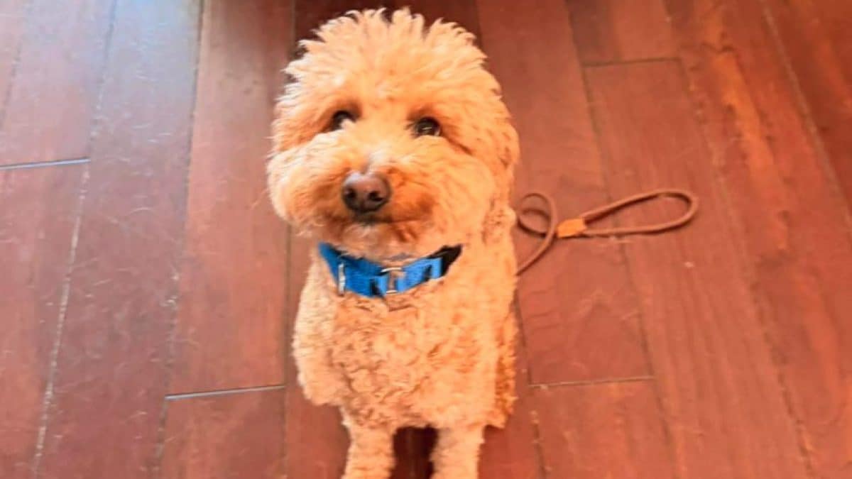 Il cane abbandonato allo scalo internazionale Harry Reid di Las Vegas, in Nevada (Stati Uniti)