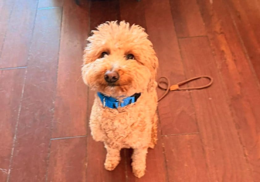 Abbandona il suo cane all'aeroporto perché non può salire sull'aereo: ora il cucciolo cerca una nuova famiglia