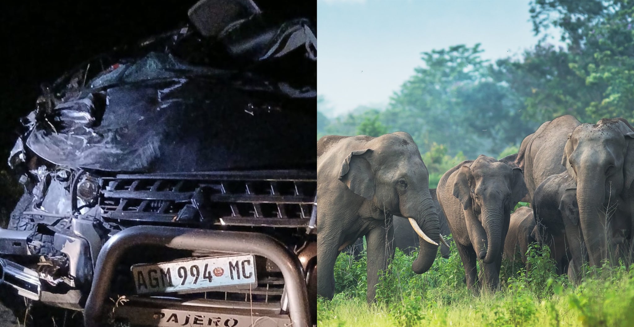 Auto si scontra con un elefante di 5 tonnellate in Mozambico, ferito gravemente il 33enne Emanuele Cenni