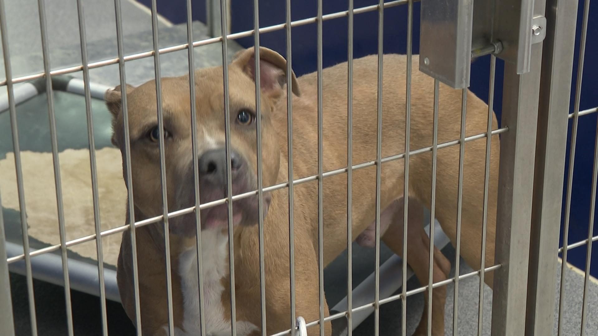 Sbranato da un branco di cani mentre pesca in uno stagno: 16enne morto dilaniato vicino casa