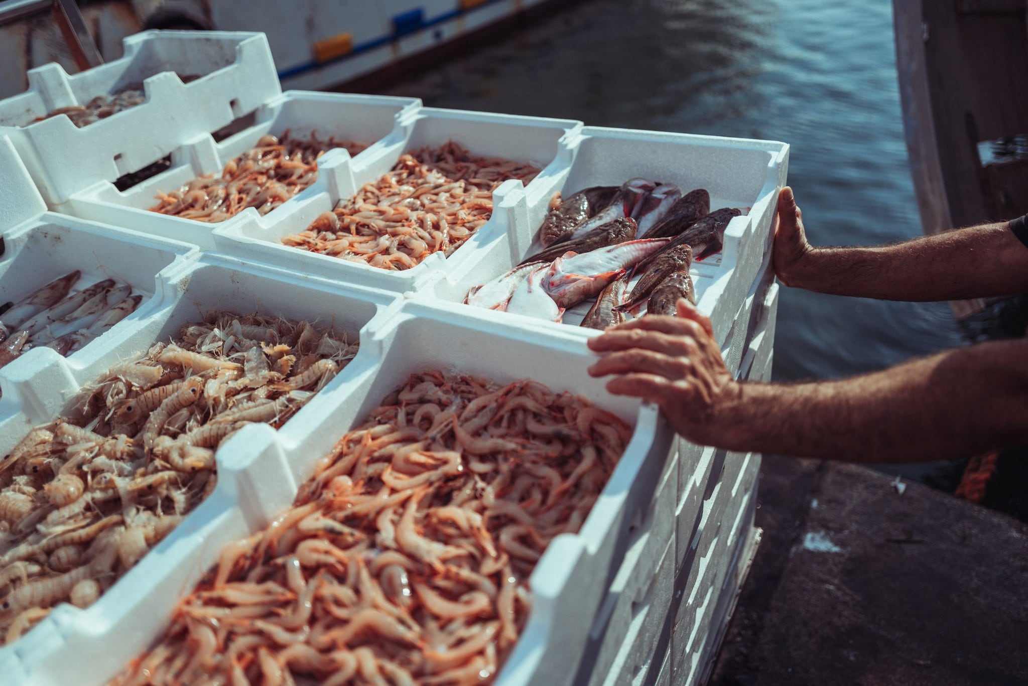 Sequestrate 20 tonnellate di pesci e gamberi pronti alla vendita a Prato: "Non idonei al consumo umano"