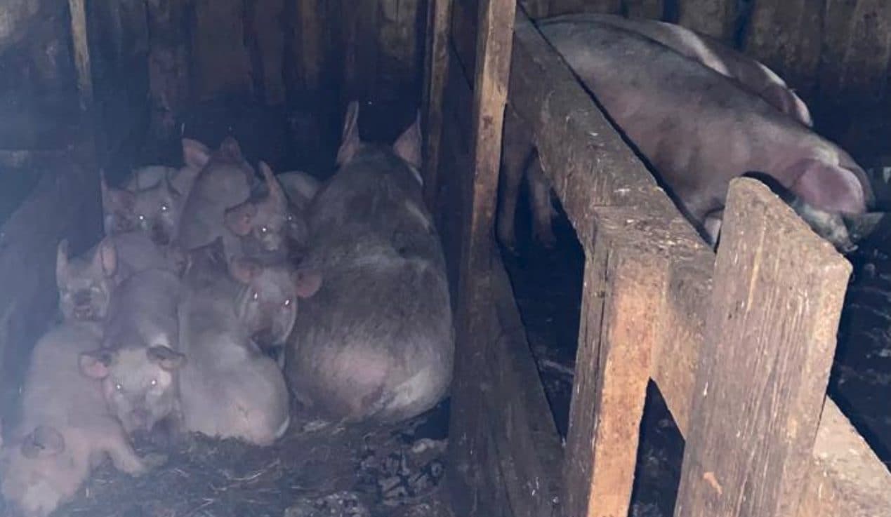 A 17 anni violentata e data in pasto ai maiali ancora viva: è stato l’ex dipendente del padre, orrore in Russia