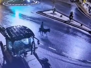 Assalta gioielleria con carrello elevatore e fugge in sella all’asino: “Mi sono ricordato che mi servivano soldi”