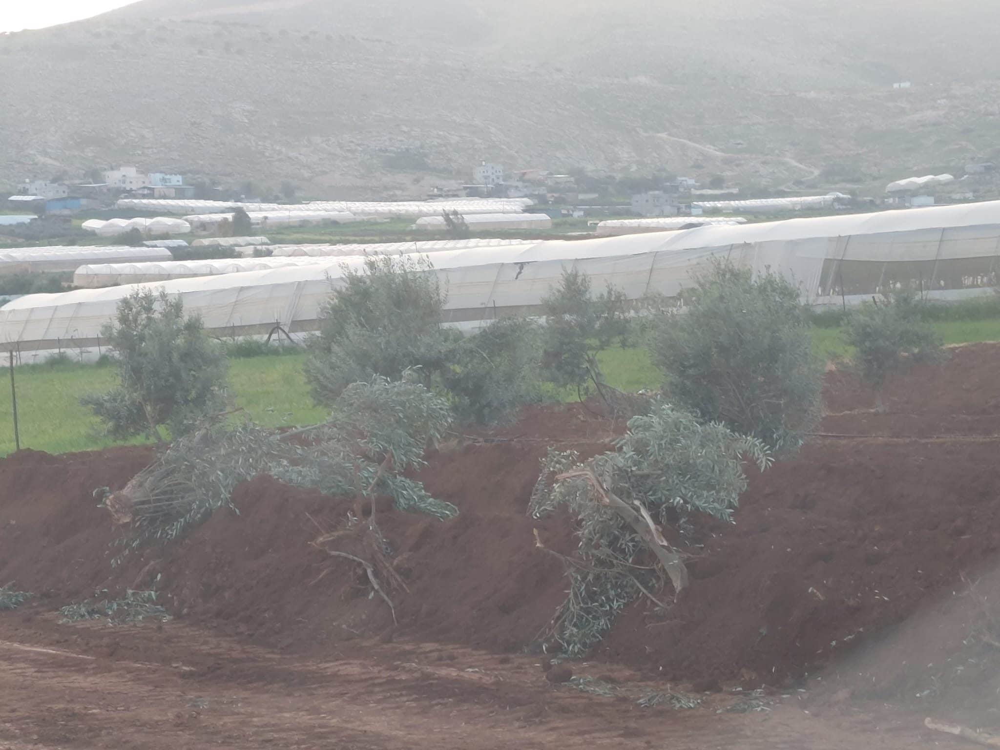 Uliveti distrutti per costruire il ponte