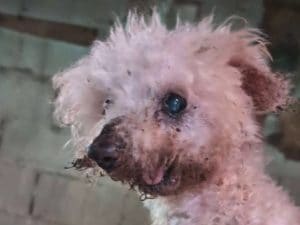 Orrore nel vicentino, 18 barboncini salvati da un allevamento lager: “Persone sapevano ma hanno taciuto”