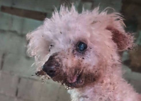 Orrore nel vicentino, 18 barboncini salvati da un allevamento lager: "Persone sapevano ma hanno taciuto"