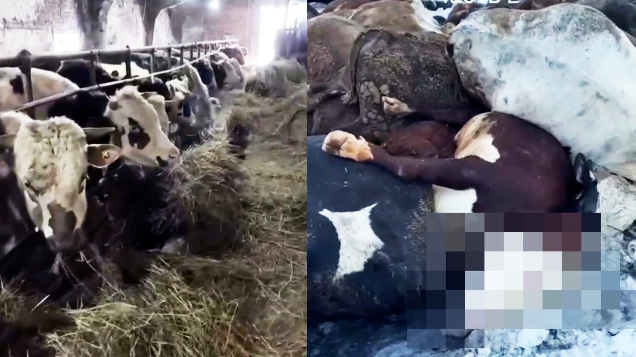 In Russia 6mila animali abbattuti dopo scoppio di focolai di rabbia e pasteurellosi: "Così moriremo di fame"