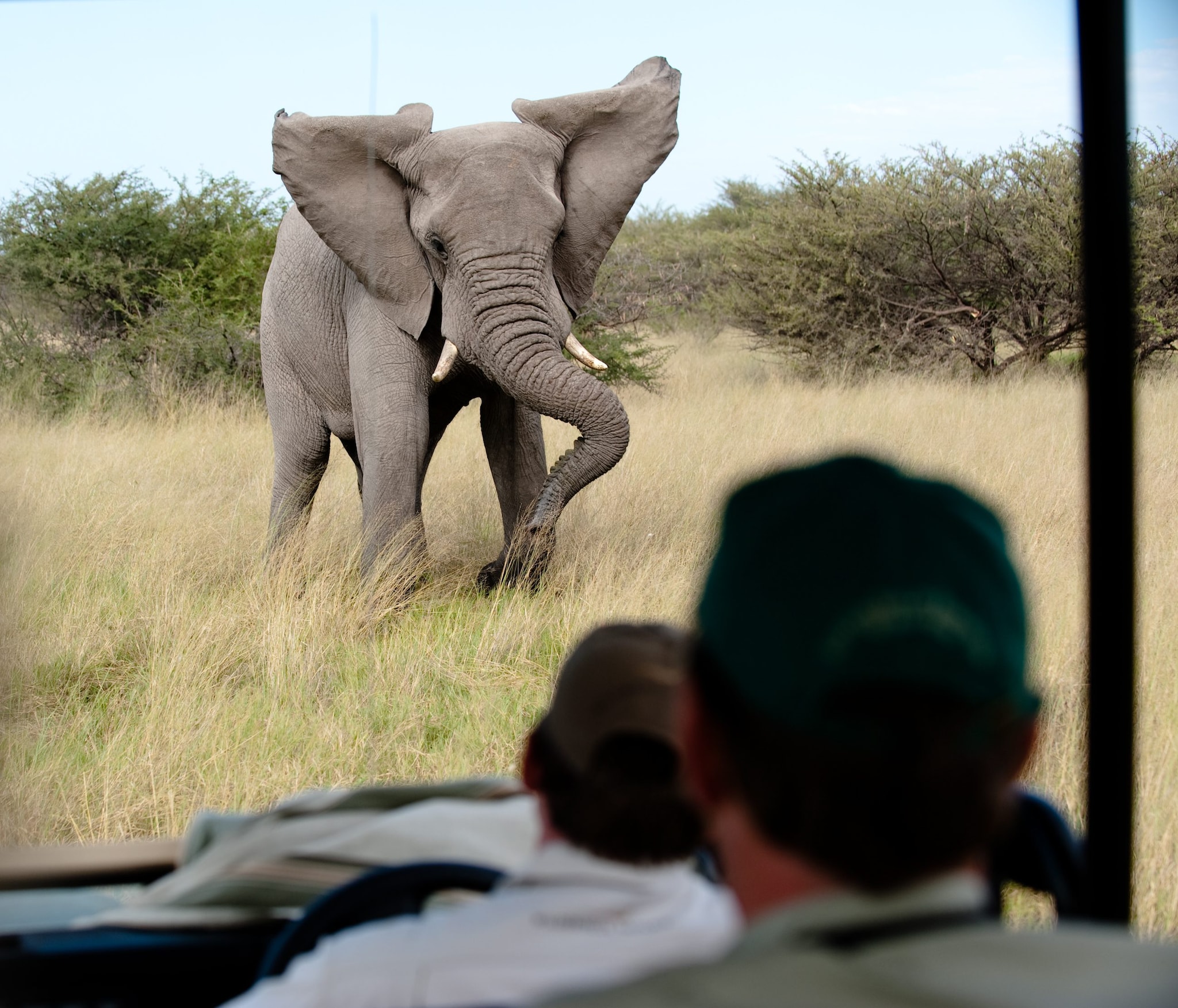 Elefante spunta improvvisamente in strada e schiaccia 17enne, dramma in India: “Era a pochi metri da casa”