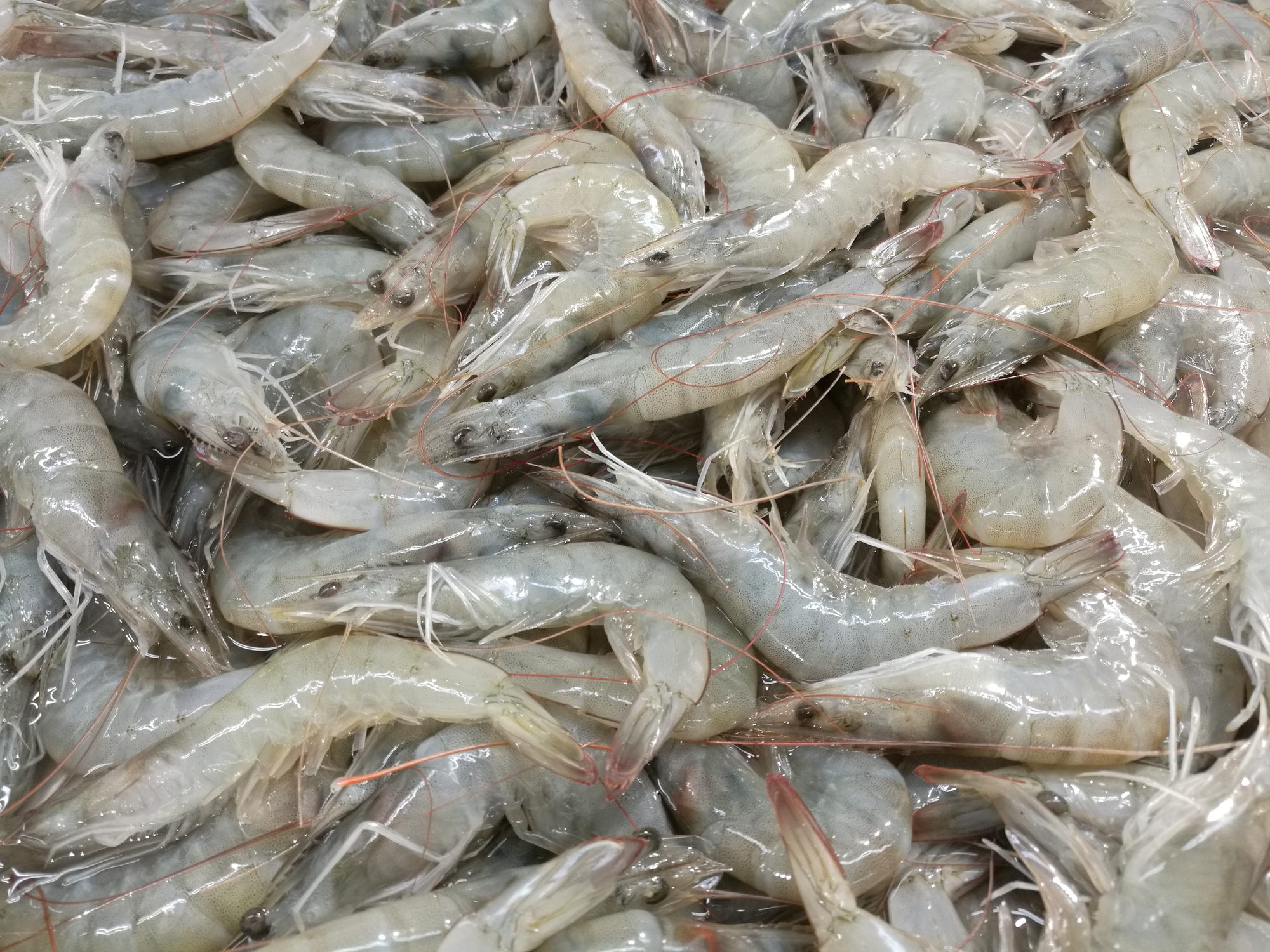 Richiamati gamberi bianchi: troppi solfiti. L'allerta del Ministero della Salute: "Non consumateli"