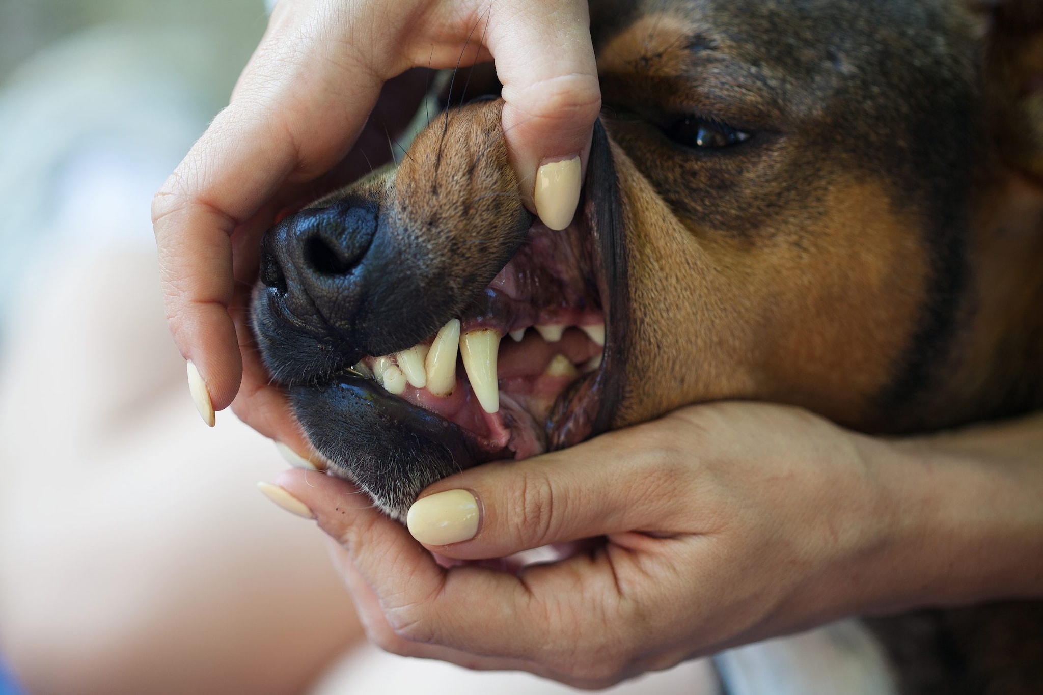 Bambina di 2 anni azzannata da un pitbull in strada ad Acquaviva delle Fonti, in ospedale con ferite al volto