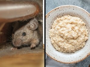 Escrementi di topi nel porridge: azienda ritira i propri prodotti dai supermercati in Regno Unito