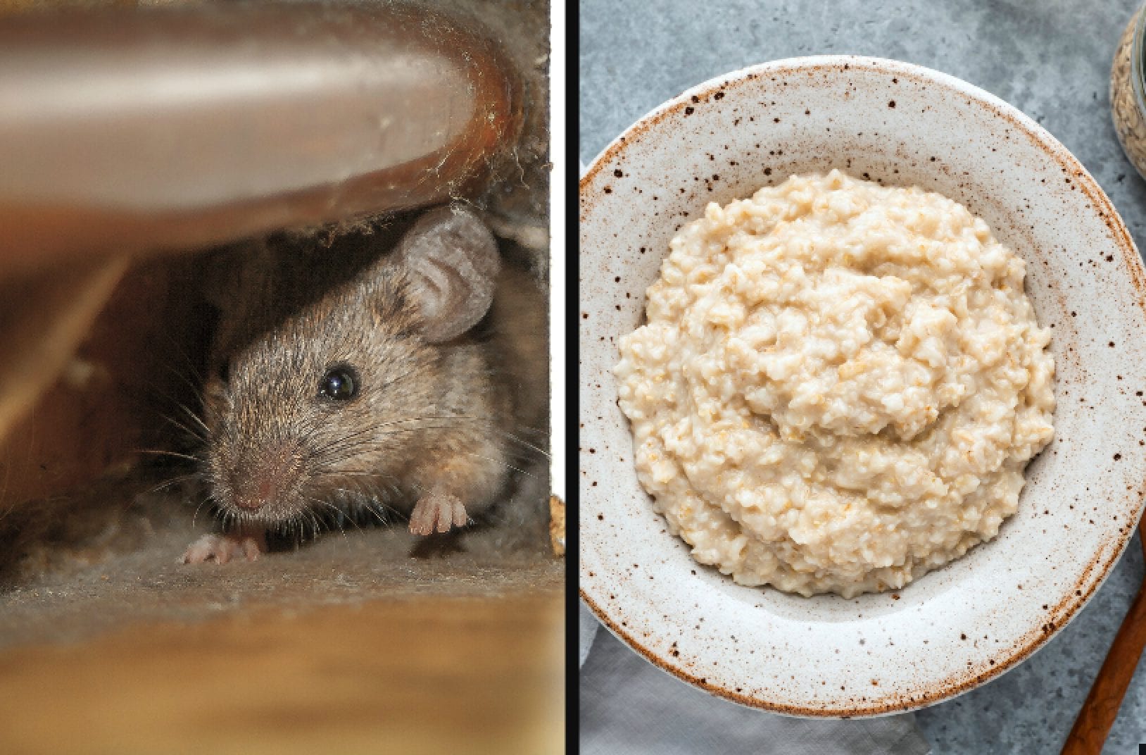 Escrementi di topi nel porridge: azienda ritira i propri prodotti dai supermercati in Regno Unito