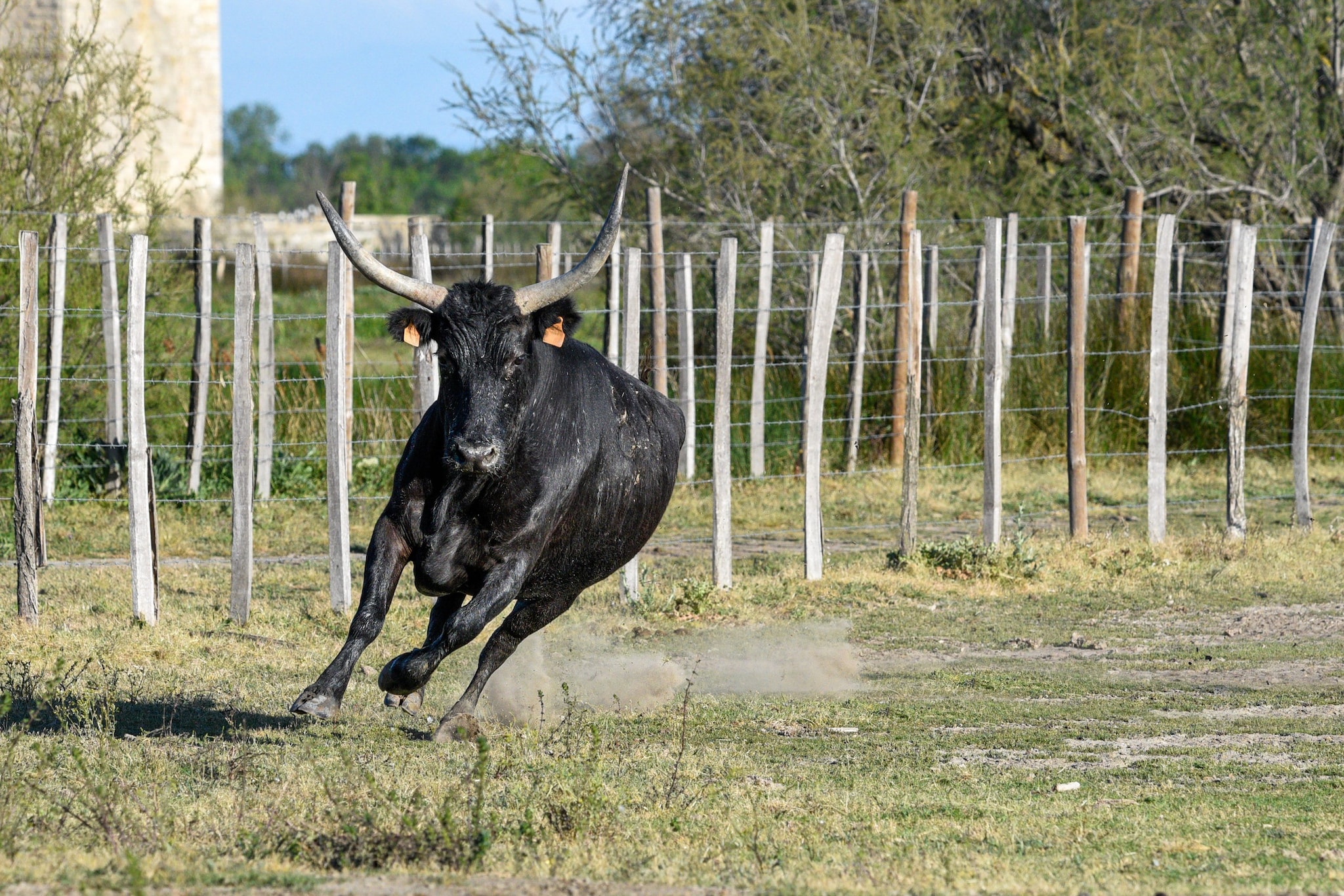 Raccoglie asparagi e non si accorge del toro, incornato di spalle e ucciso a Taranto