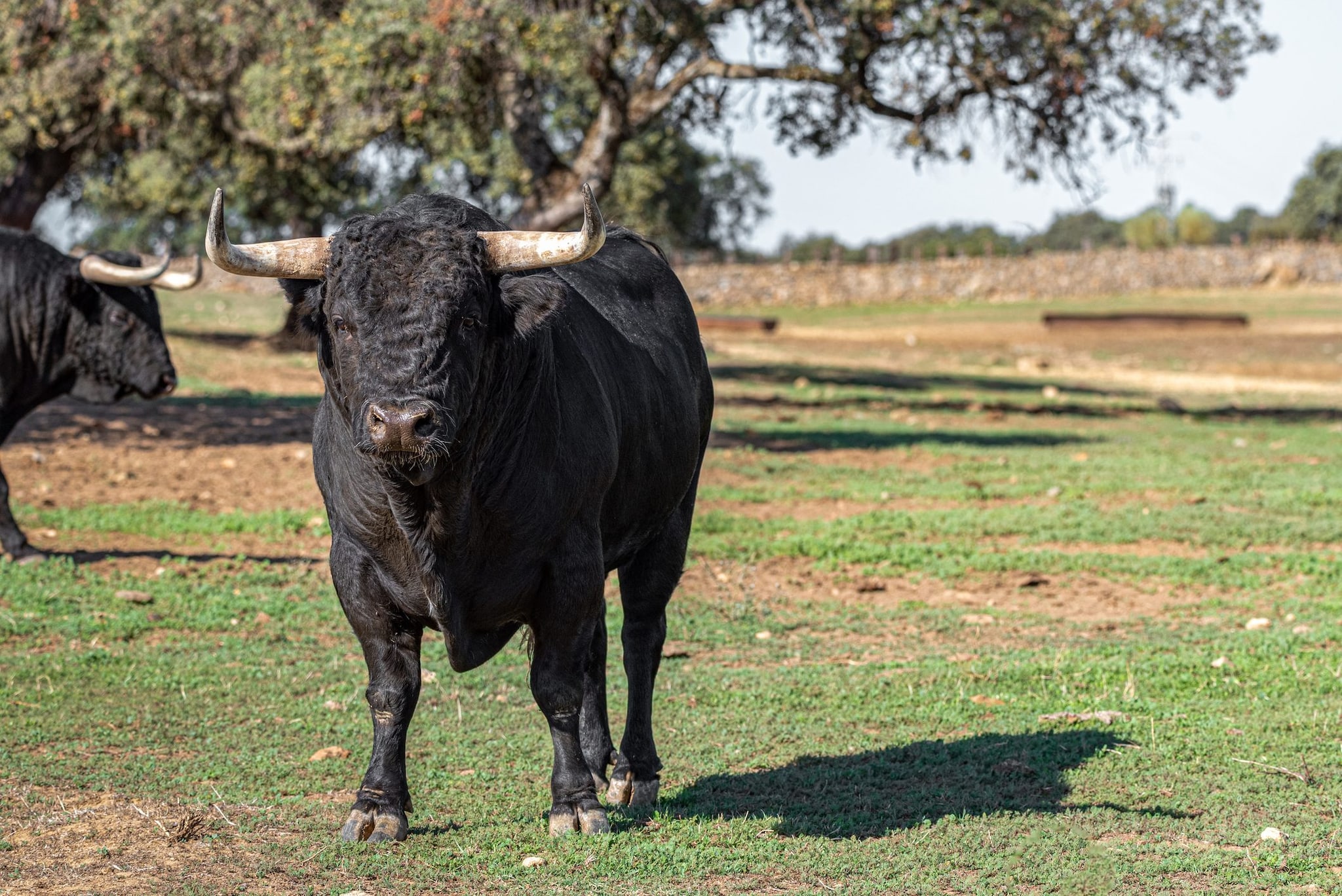 Aggredito da un toro nella sua azienda agricola, tragedia nel Potentino: la vittima è un 57enne