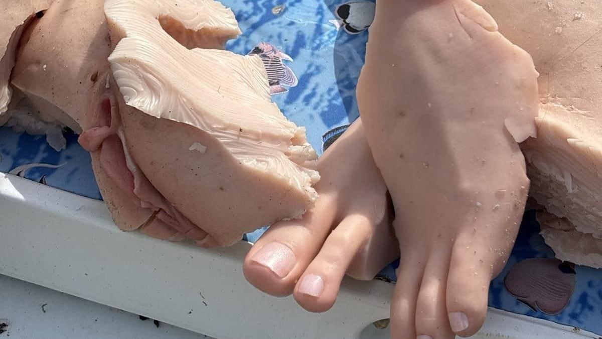 L’insolito ritrovamento a Porto Cesareo. Foto di Legambiente Porto Cesareo ONLUS