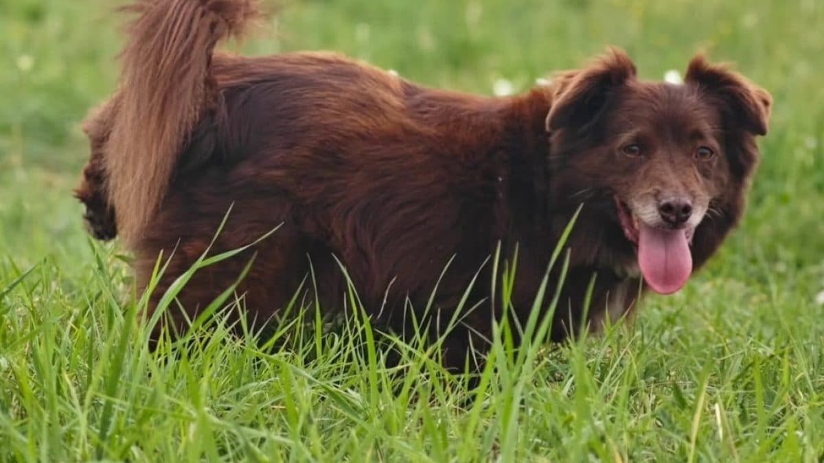 Il cane Choco investito mentre era a passeggio con il proprietario.