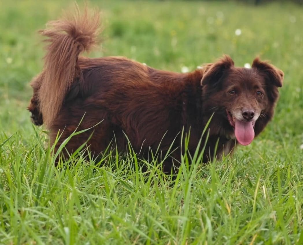 Arezzo, Suv travolge e uccide il cane Choco: il padrone gli aveva fatto segno di rallentare, indagini in corso